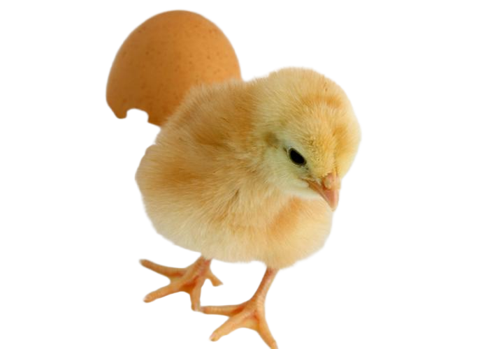 downloaded-image (1)